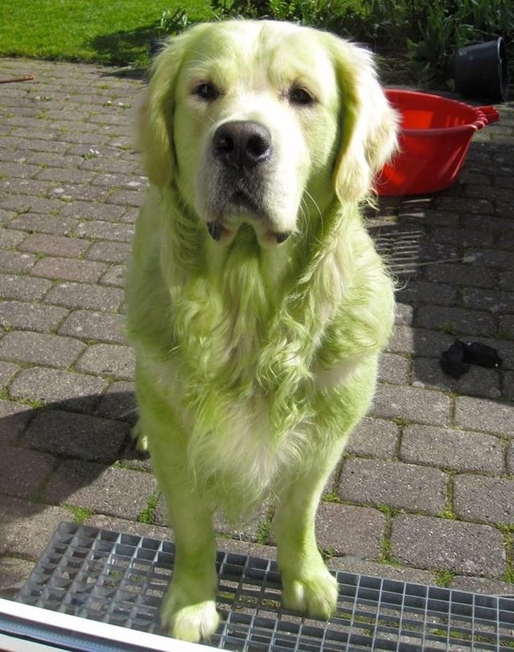 Doggo played and rolled over in a freshly mowed lawn