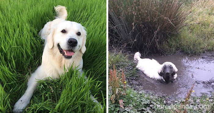 Somehow, this good boy got his face and none of his back muddy.