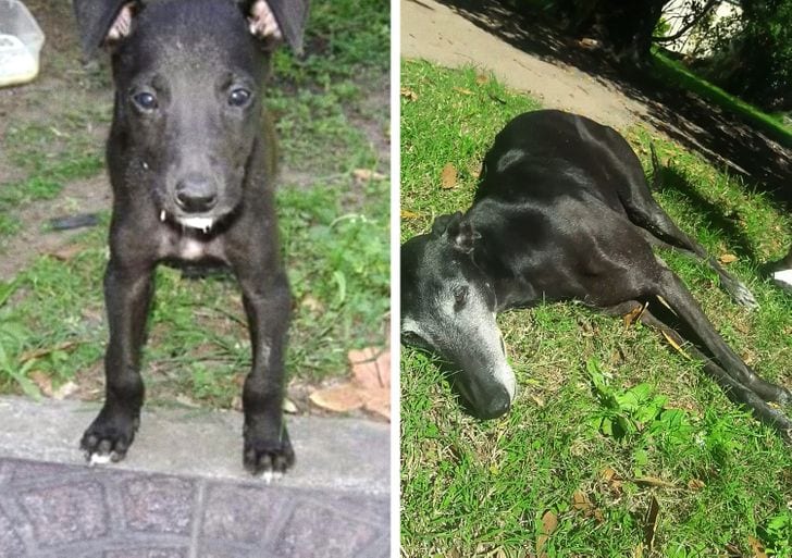 We thought it was a little purebred puppy. But he turned out to be a 9-ft-long greyhound