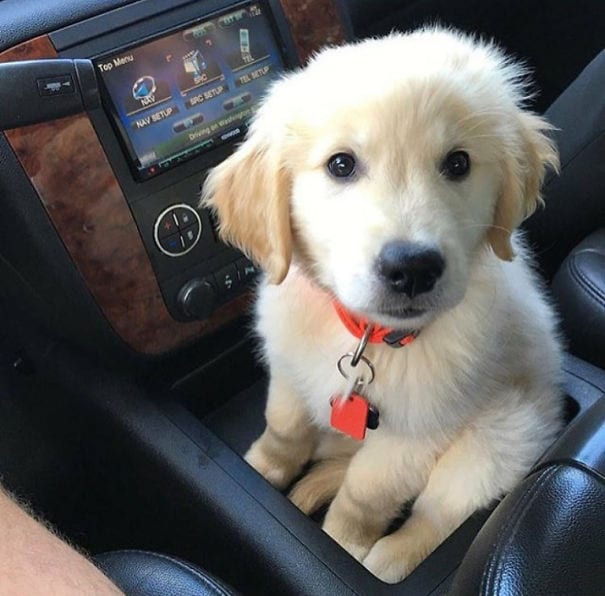 The puppy holder is finally getting used