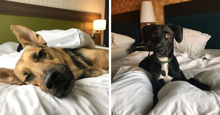 Home 2 Suites hotel dog adoption program