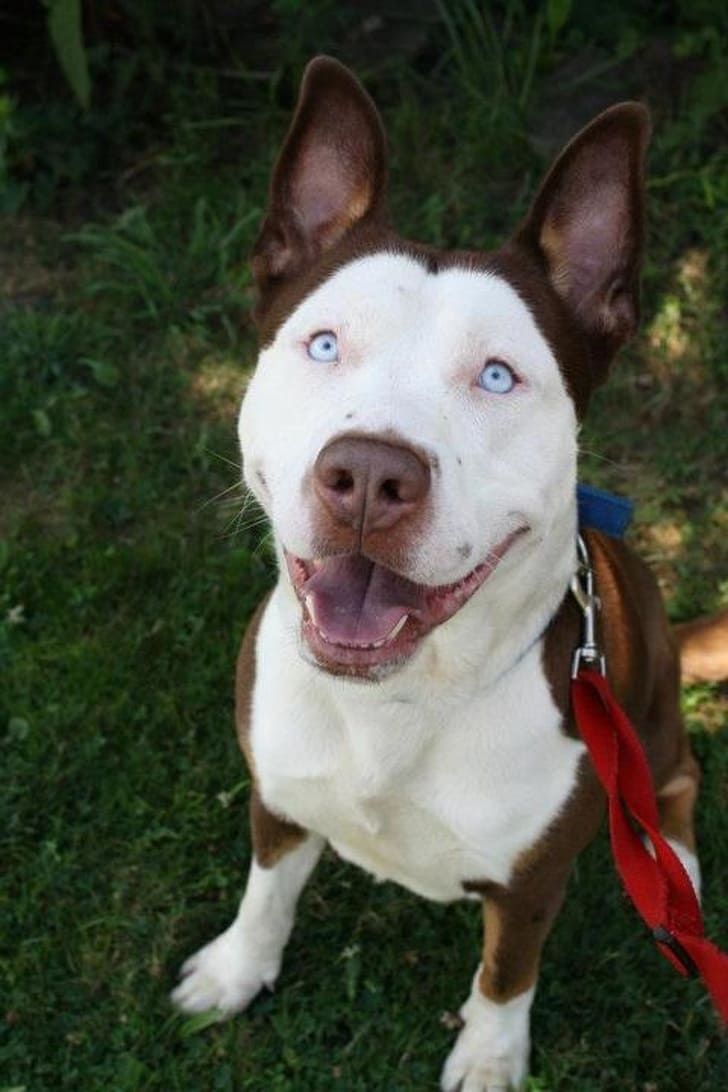 This is a Husky-Pitbull mix. A Husbull