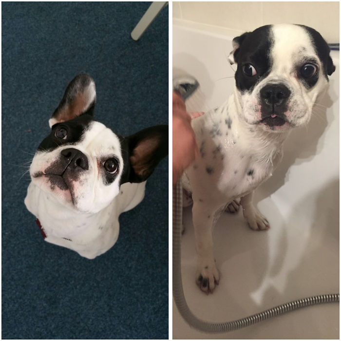 Before Vs. After Bath Pic