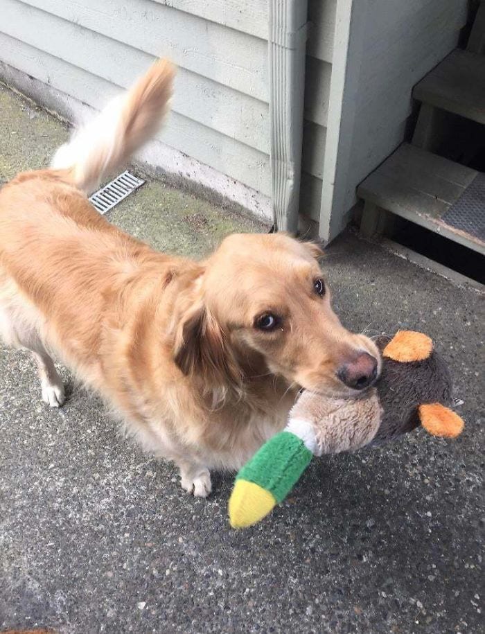 This Is Jasper. He Is My Neighbor’s Dog