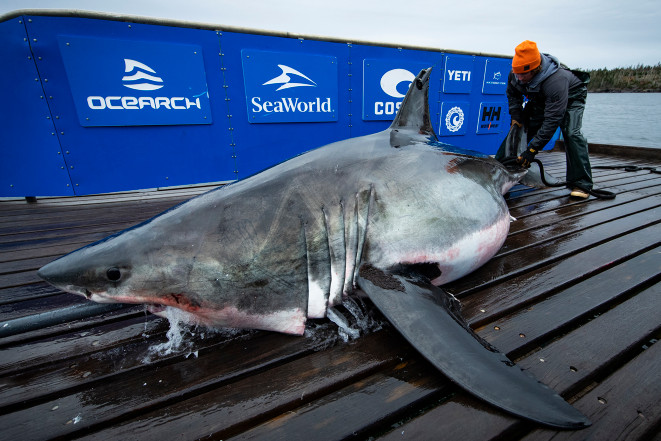 Great white sharks are lurking off NYC-area beaches