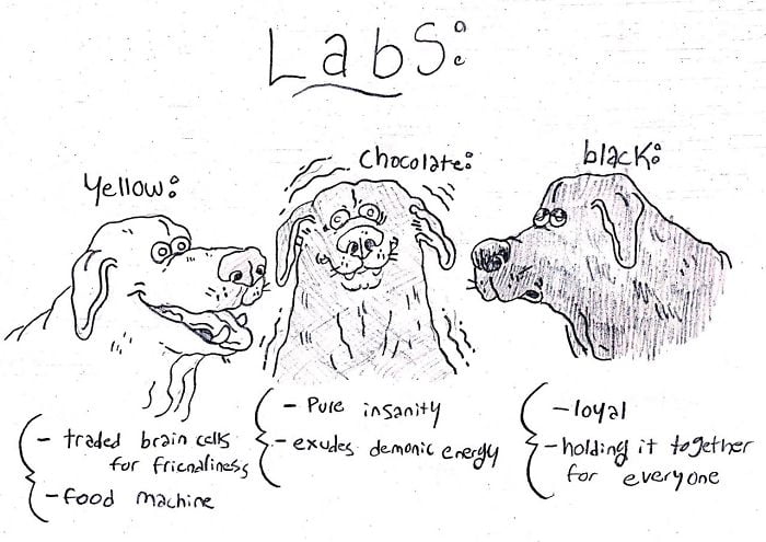 Huh, I never knew different coats of fur meant different personalities in labs