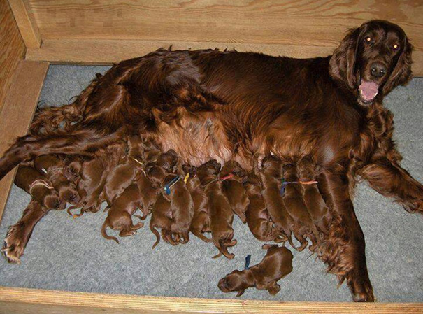 Can you count the number of puppies?