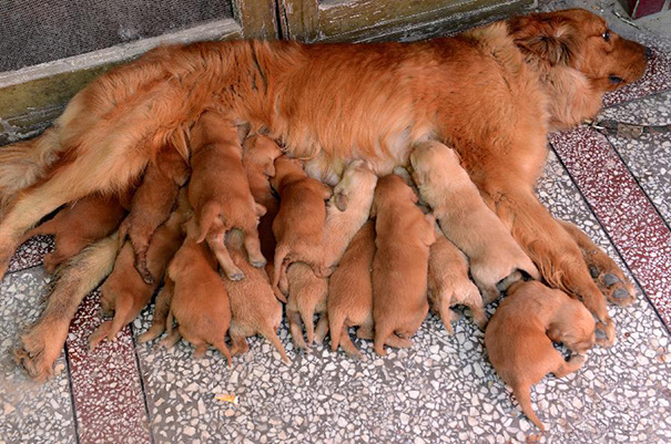 This mommy had no option other than stacking her puppies