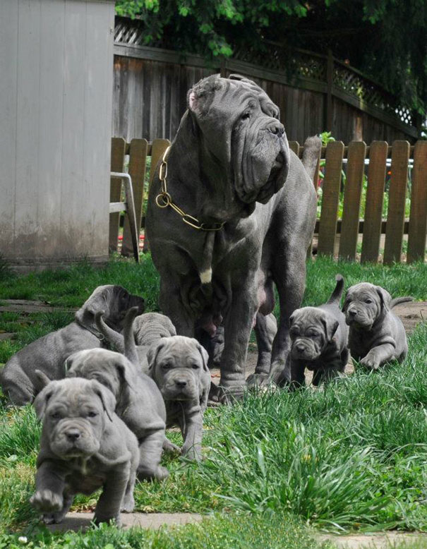 A Parade Of Neapolitan Mastiff Puppies