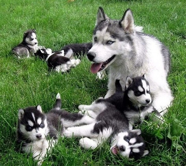 Husky Pups and Moms