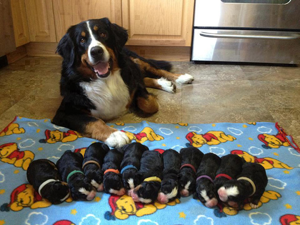 Proud Mama Bernese Mountain Dog