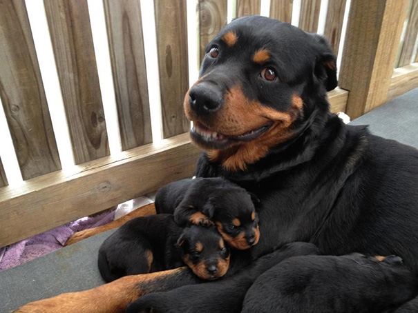 Rottweiler Puppies With Their Mommy