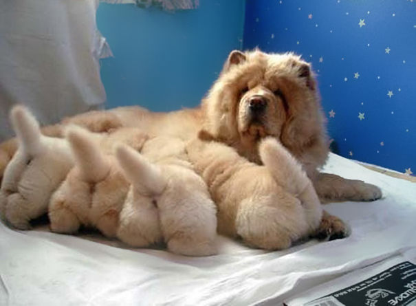 Mommy with her Puppies' Bums