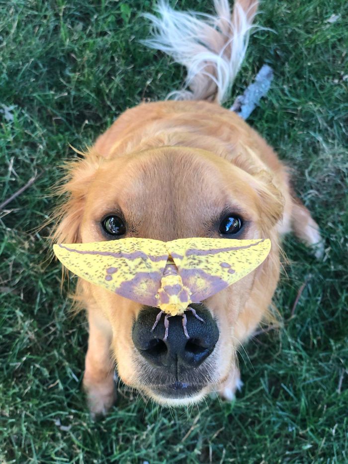 My Neighbor’s Sweet Dog Found A Moth