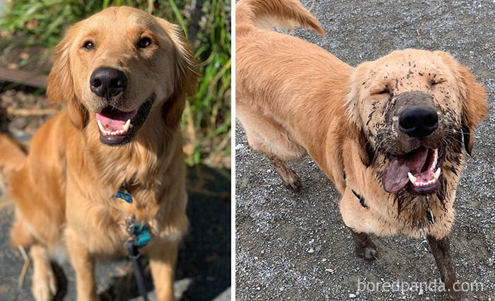  I’m going to guess that this good boy decided to eat mud