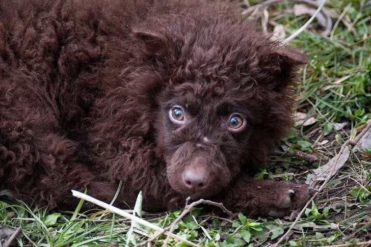 A Mudi, known for their wavy fur