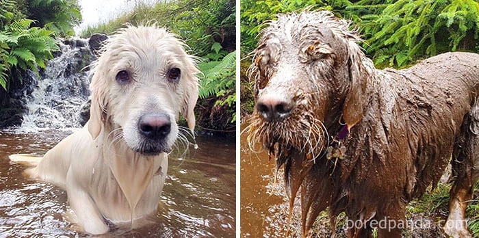 Look at this old puppy having the time of his life