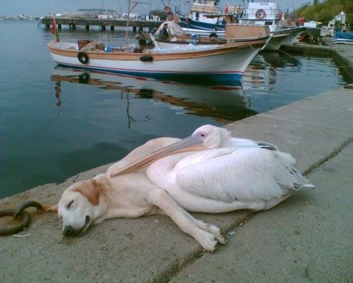 A Pelican Befriended A Stray Dog Who Was Often Spotted Hanging Out All Alone Along The Boat Docks. The Man Who Photographed This Has Adopted Him