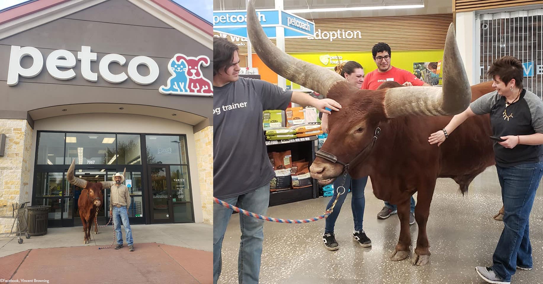 Man Tests Petco ’s ‘All Leashed Animals Welcome’ Policy with His 1,600-Pound Bull