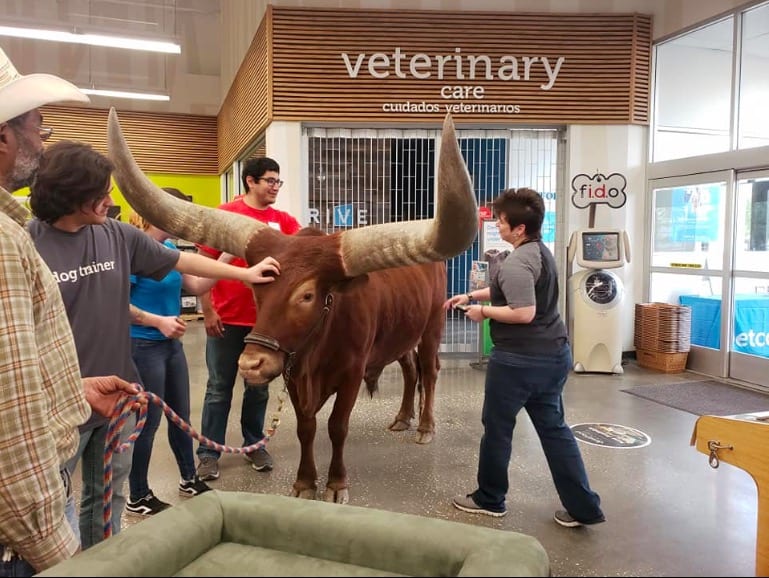 Man brings enormous bull at Petco store to test the policy