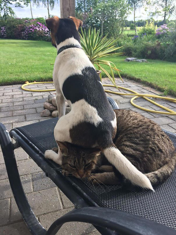 I’m Not Saying That My Dog Should Respect The Cat A Little Bit More, But