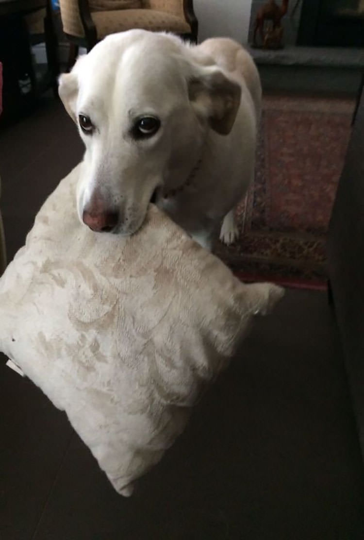 This Is Zoey’s Pillow. If She Likes You, She’ll Bring You The Pillow. You Can’t Touch It, But You Can Look