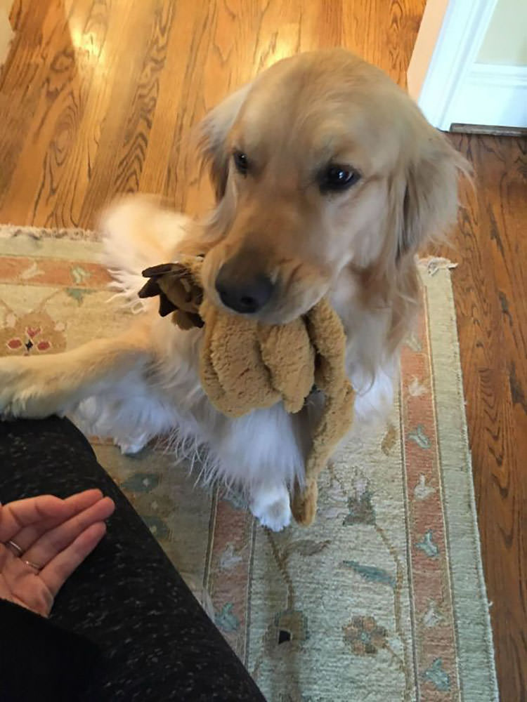 My Girlfriend’s Golden Has To Bring A Gift To Anyone Who Comes To The Door