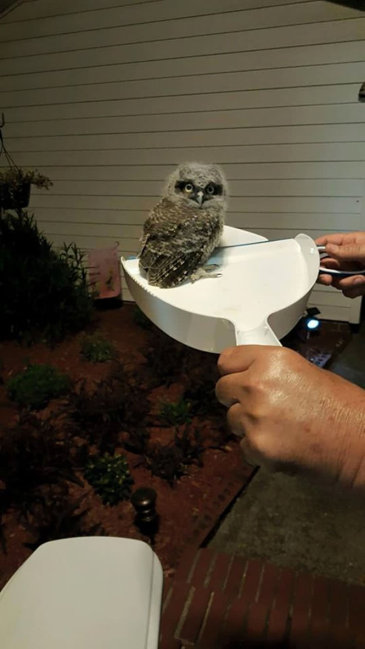 My Sister’s Cat Brought In Another “Dead” Bird, Or So They Thought