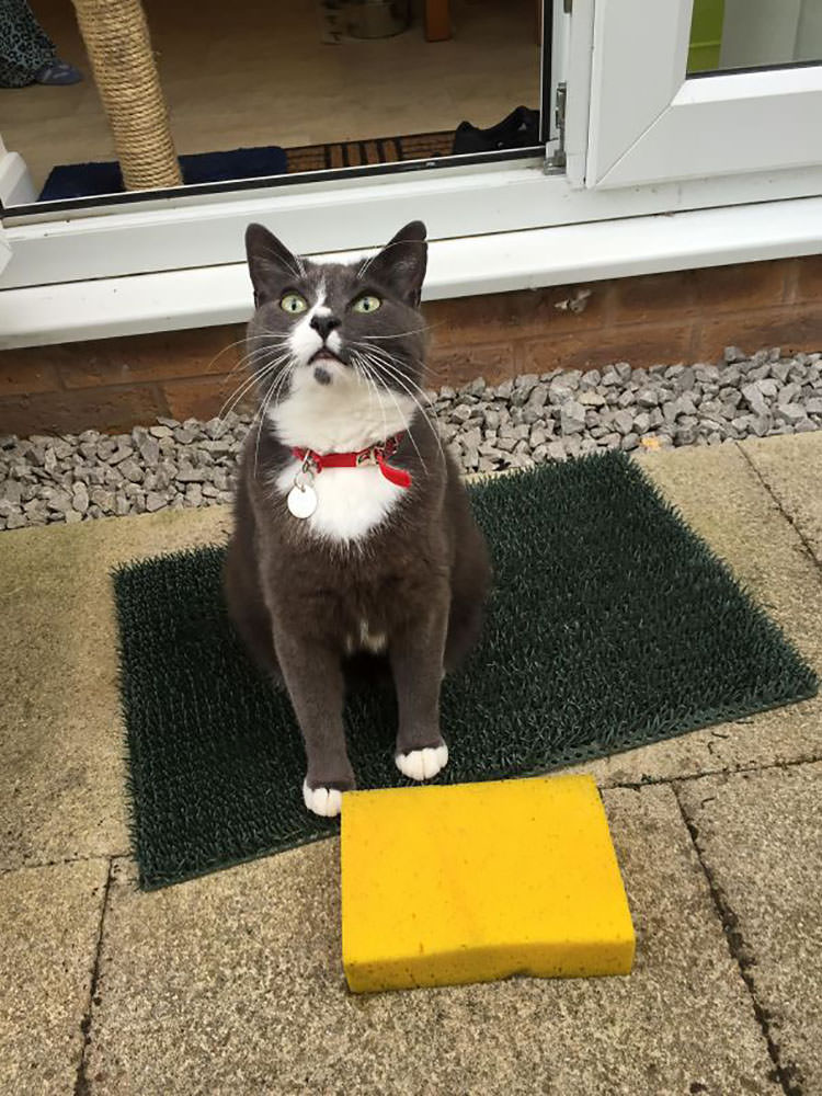 Our Cat Won’t Stop Bringing Home Sponges