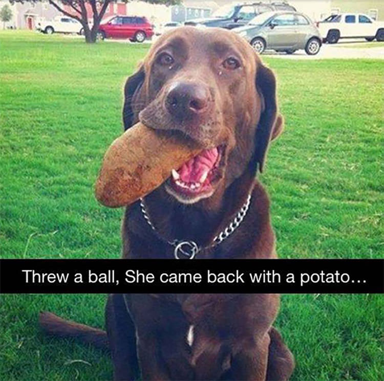 She’s A Retriever, Not A Genius