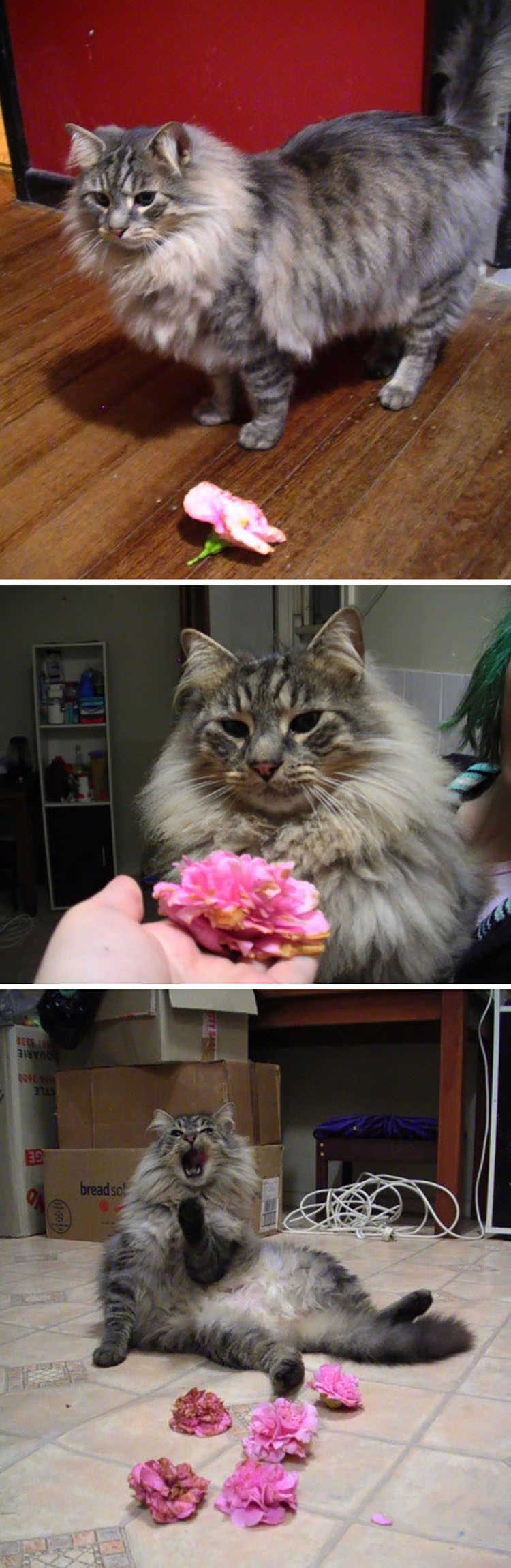 This Is Mr. Slash – A Flower Hunting Adventure Master. He Brings Me Flowers Every Night. He’s Not Hurting The Garden, By The Way