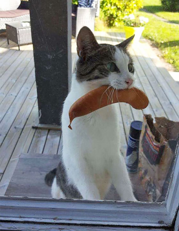 Cat Returns With Sausage Stolen From Unknown Neighbor’s Bbq