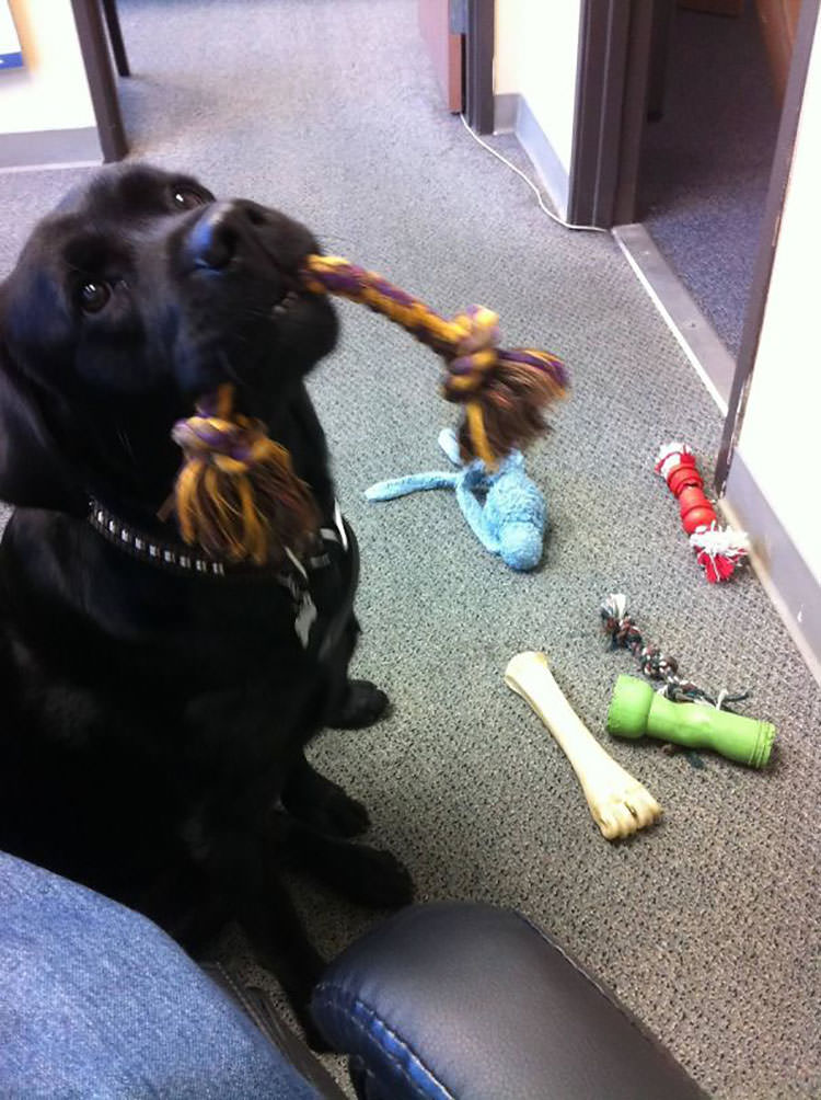 Last Day At Work. I Think The Office Dog Wants Me To Stay, He Brought Me All Of His Toys