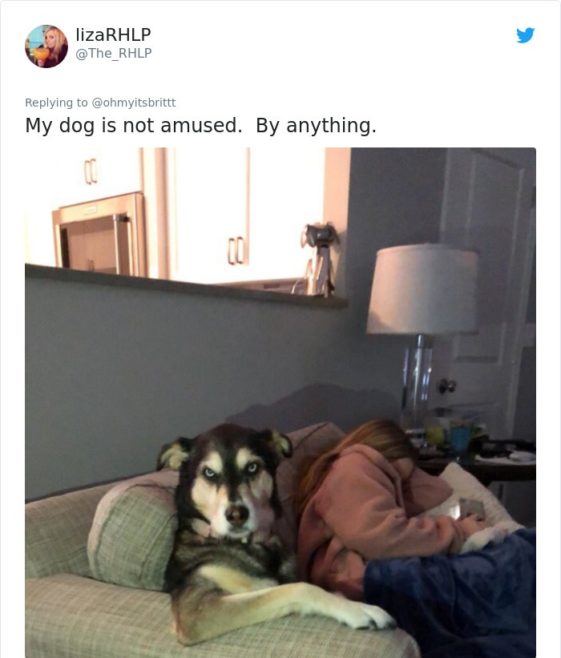 16 Pictures Of Weird Dogs Sitting In Weird Positions