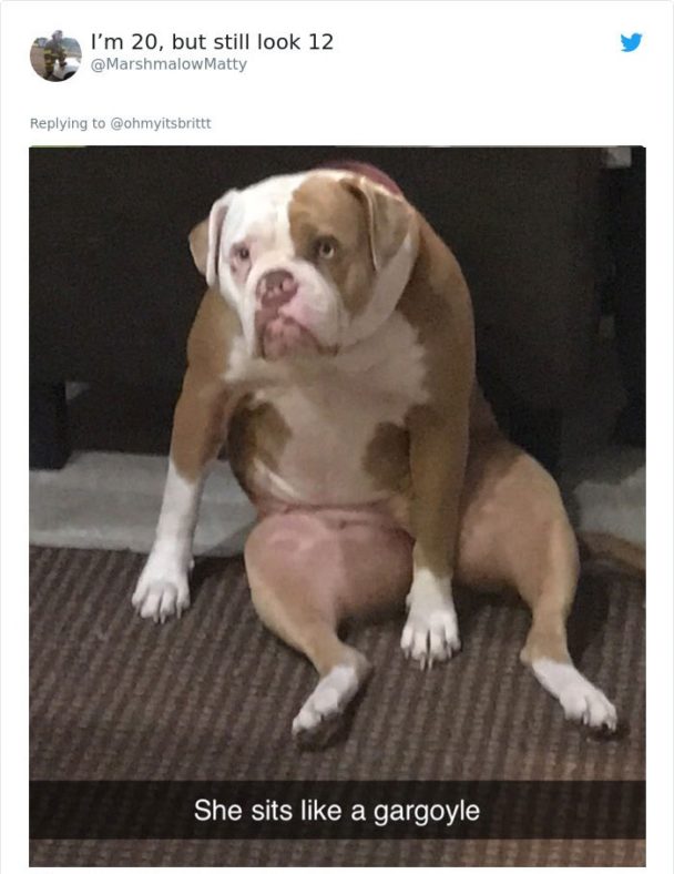 16 Pictures Of Weird Dogs Sitting In Weird Positions