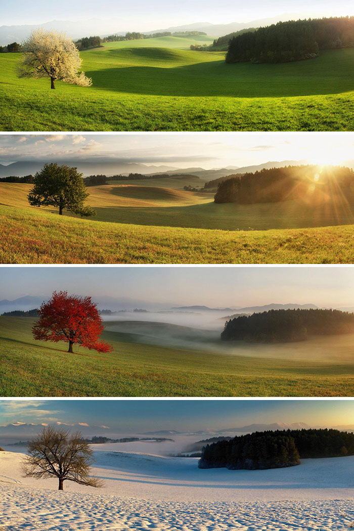 Comparison photos of the same tree in different seasons