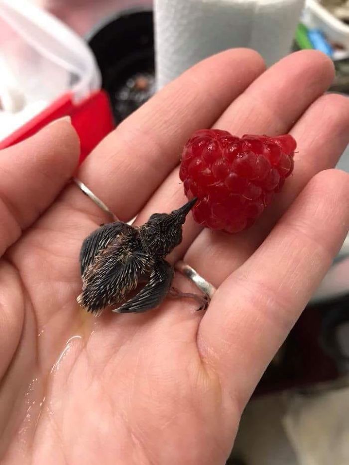 A tiny baby hummingbird, compared to a raspberry