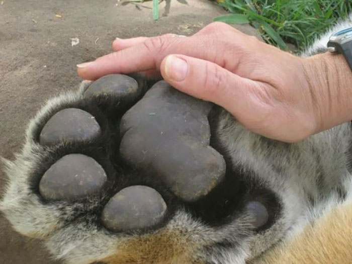 Size of a tiger paw compared to a man's hand