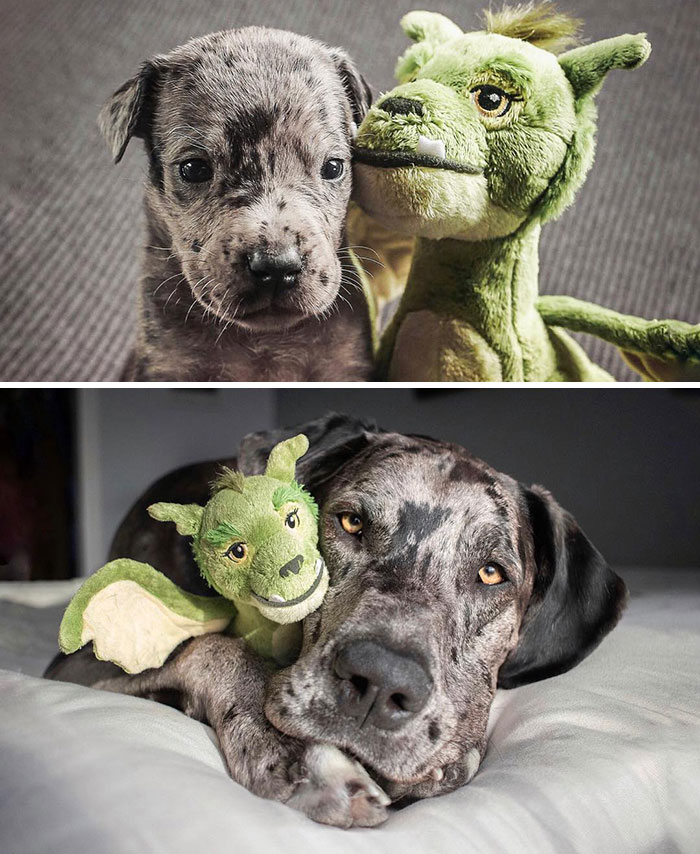 4-weeks vs Fully Grown, with his favorite toy