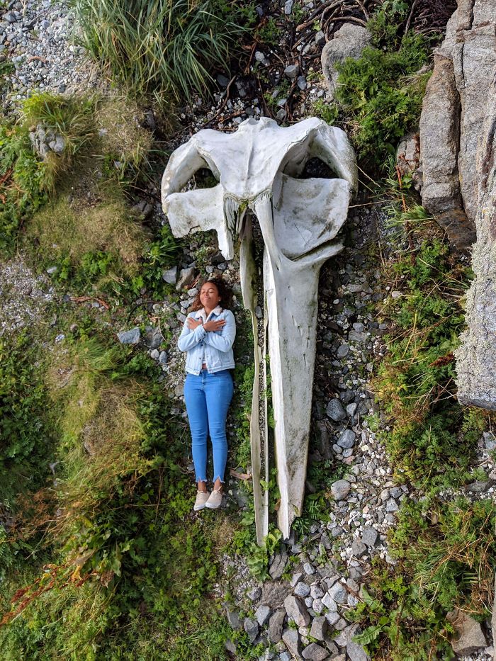 The comparison photos of a Whale Skull With A Human For Scale