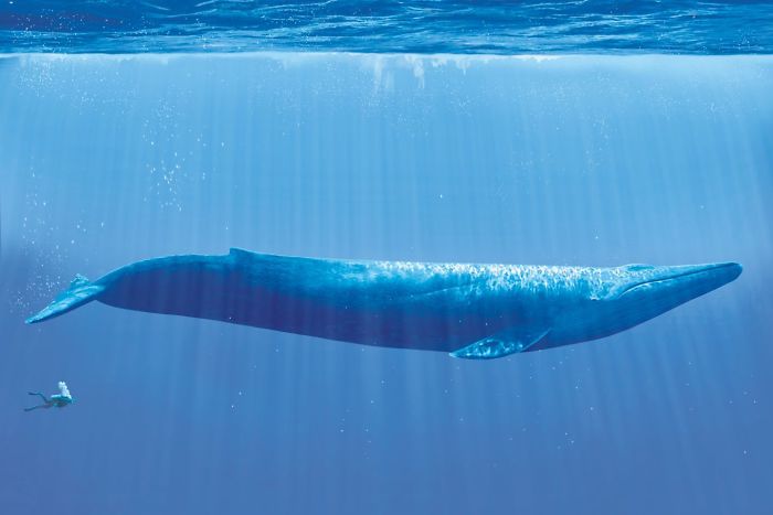 One of the best comparison photos of a large blue whale with a diver
