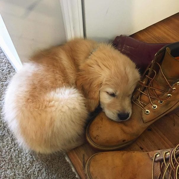 This shoe is the comfiest pillow I’ve ever used