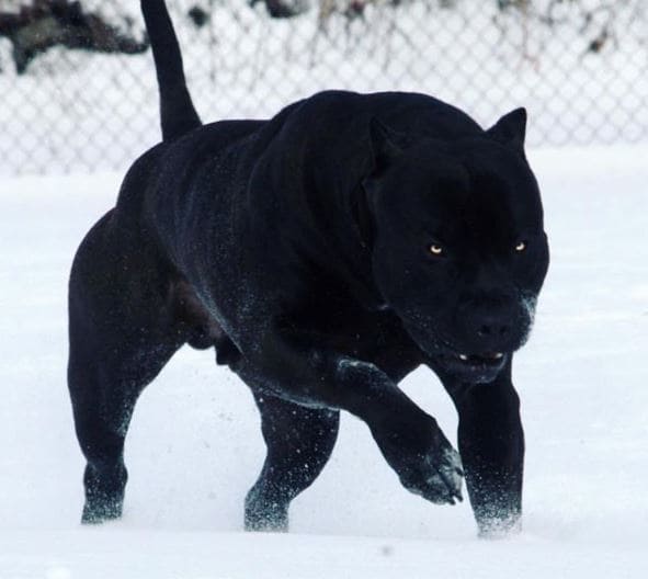 Prague, the black panther