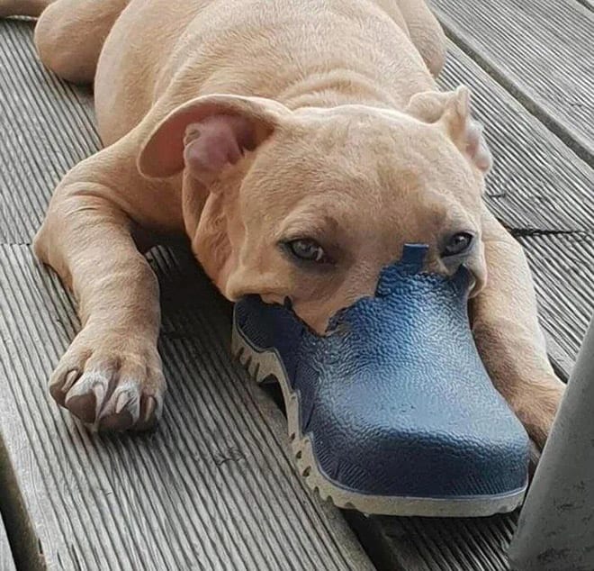 This platypus dog ate half of the show beforehand 