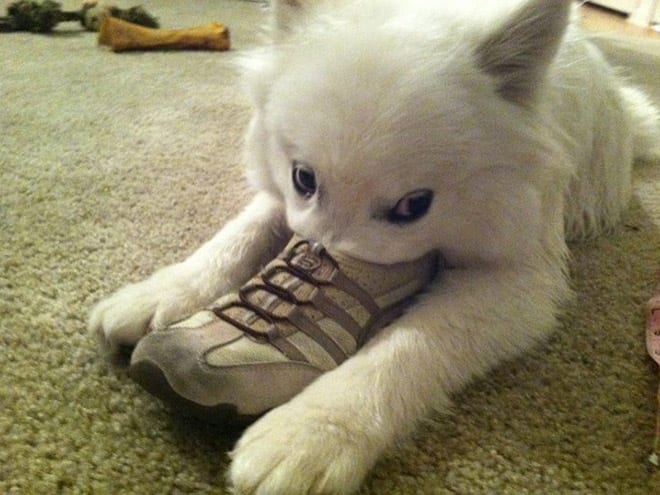 Looks like this sneaker is quite comfy