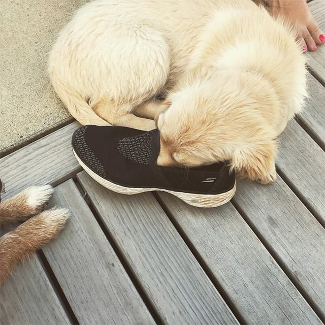 This dog sure loves smelling feet