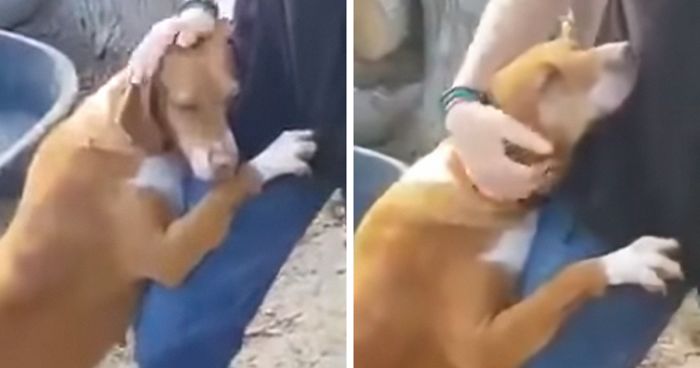 Dog Hugs A Reporter Visiting A Shelter To Do A Story Until He, Allegedly, Decides To Adopt Her