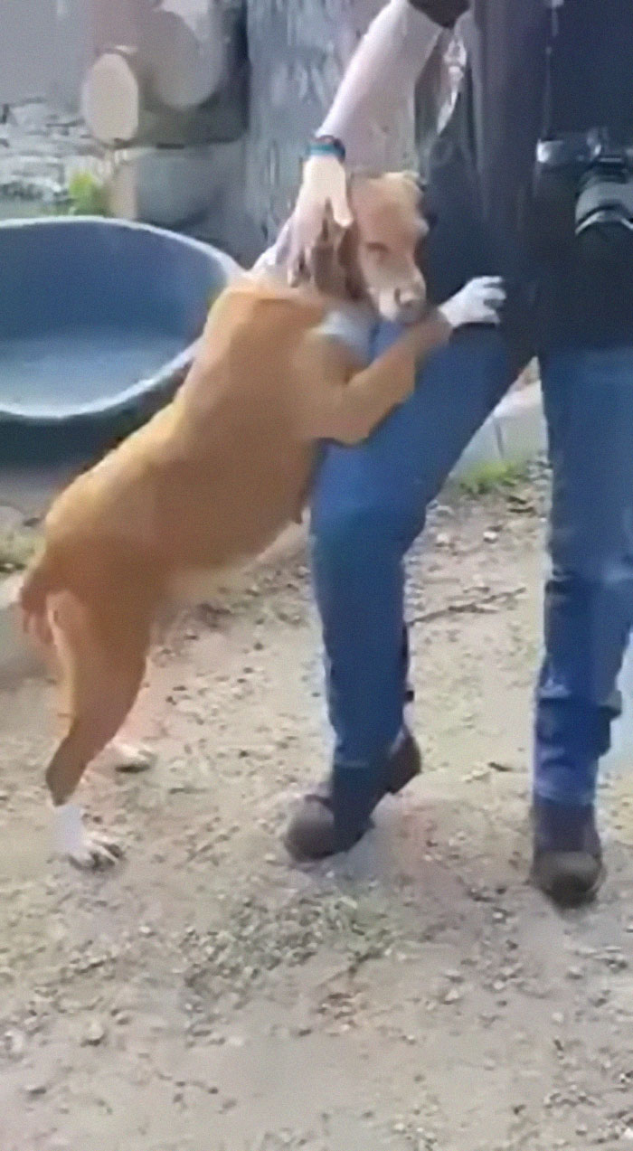 Dog hugs a reporter