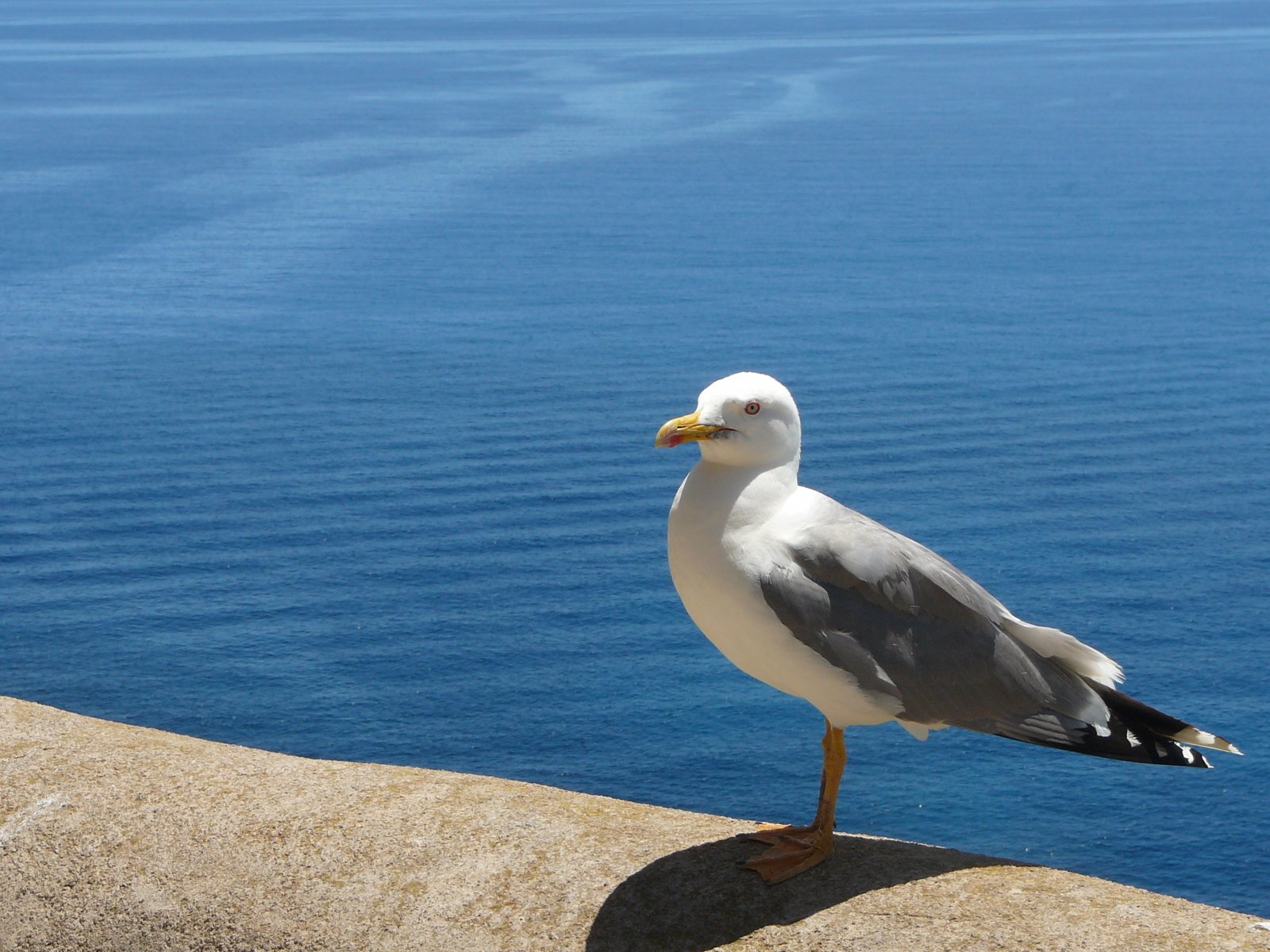 drug bite seagull