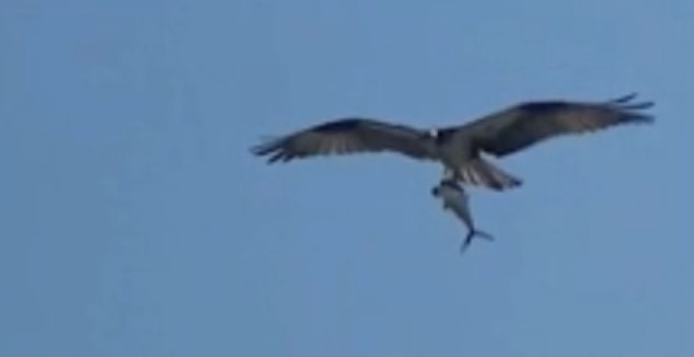 Onlookers see an osprey carrying a shark 